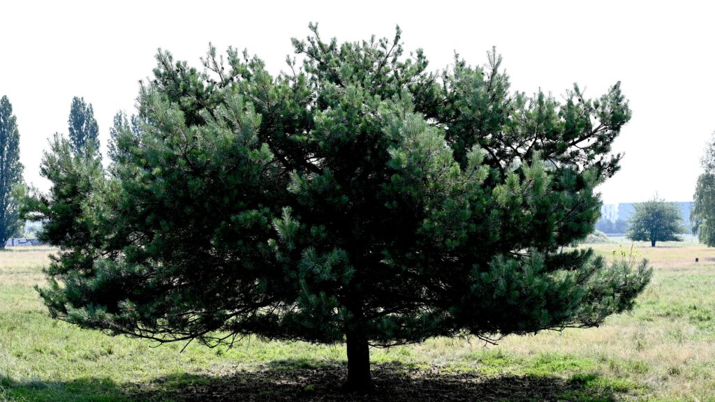 Pine tree in Berlin