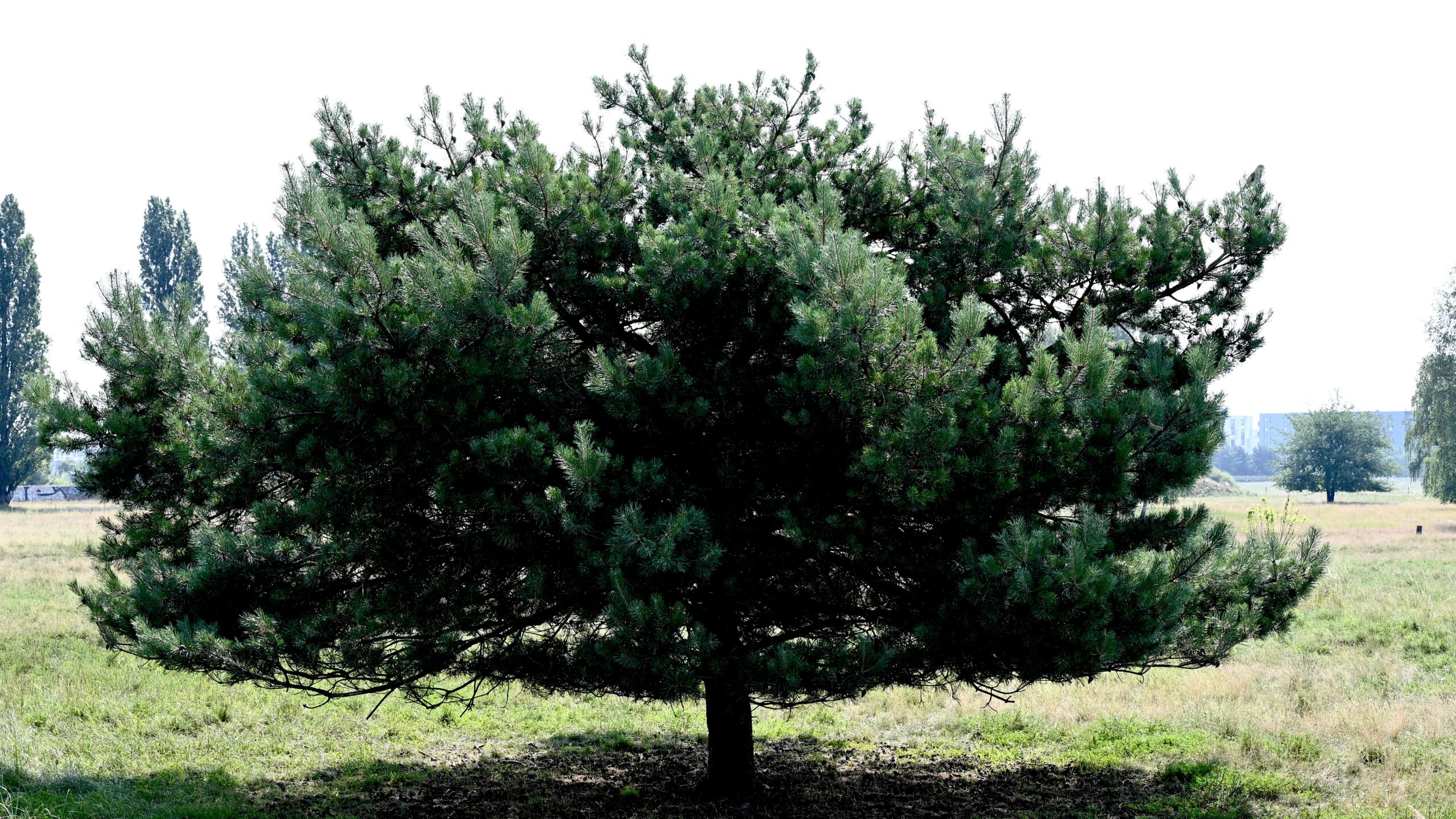Pine tree in Berlin